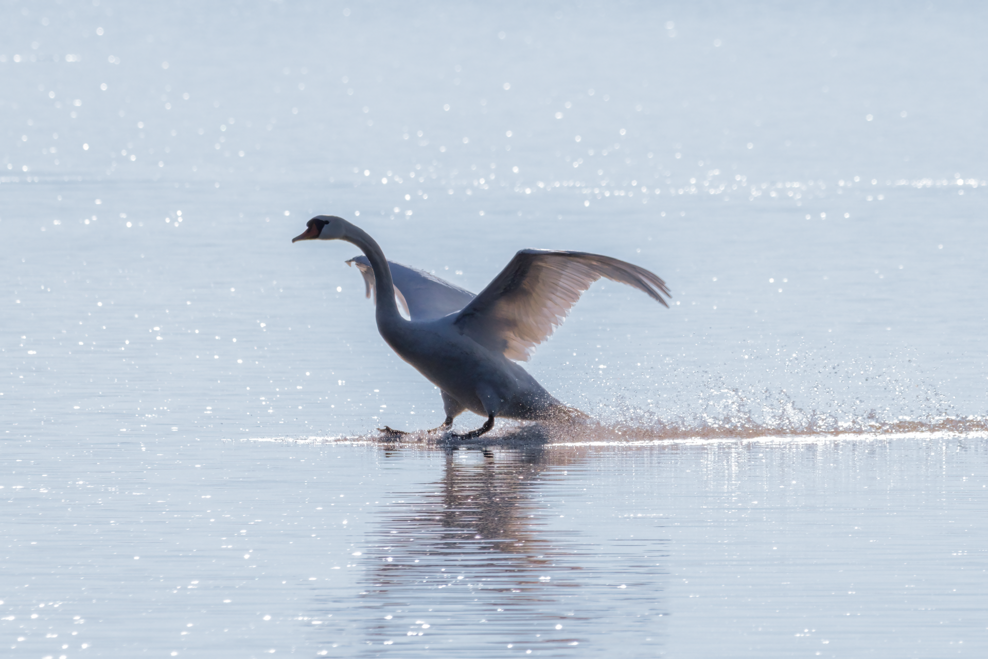 01.03.21 Schwan III.png