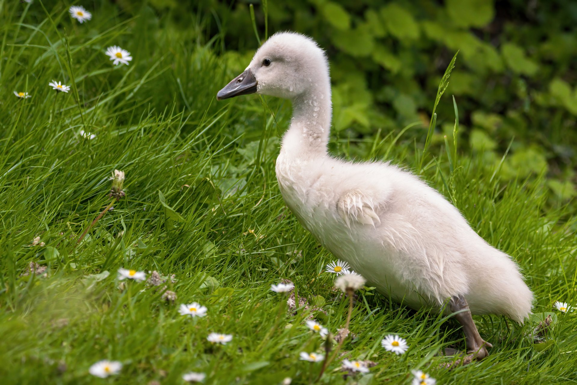 01.06.21 Schwan Junges I.jpg