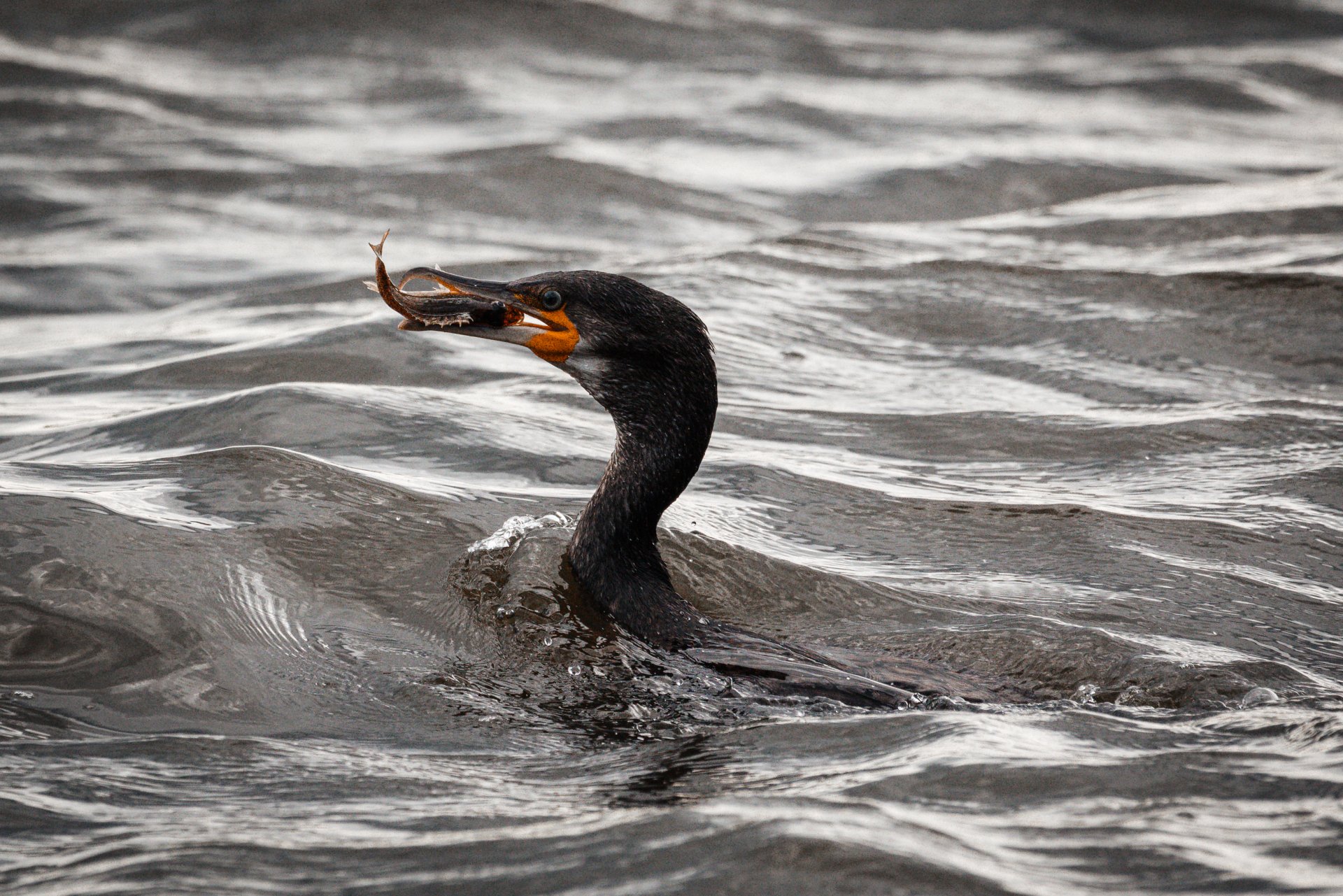 02.08.21 Kormoran I V2.jpg