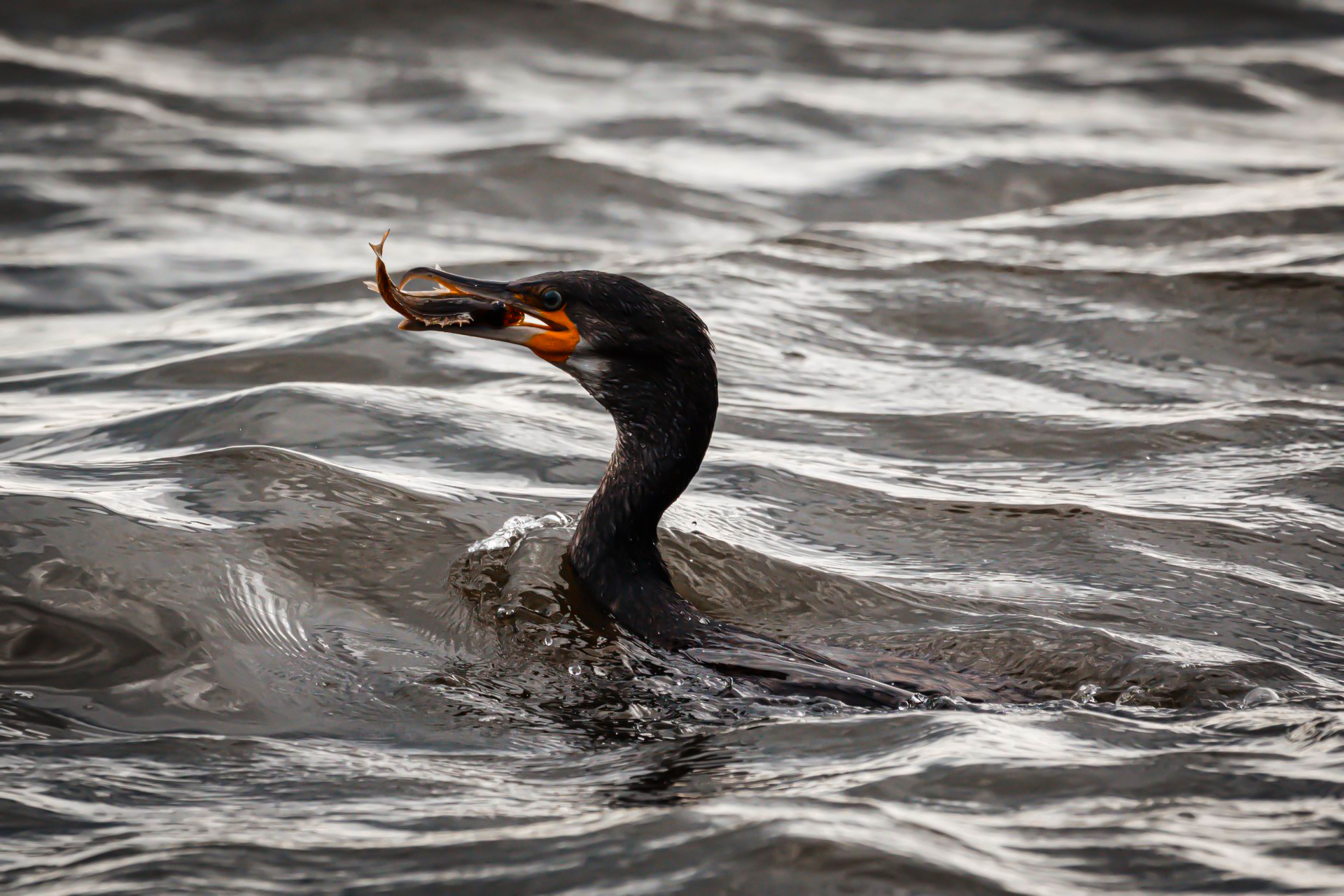 02.08.21 Kormoran I V2 Var1.jpg