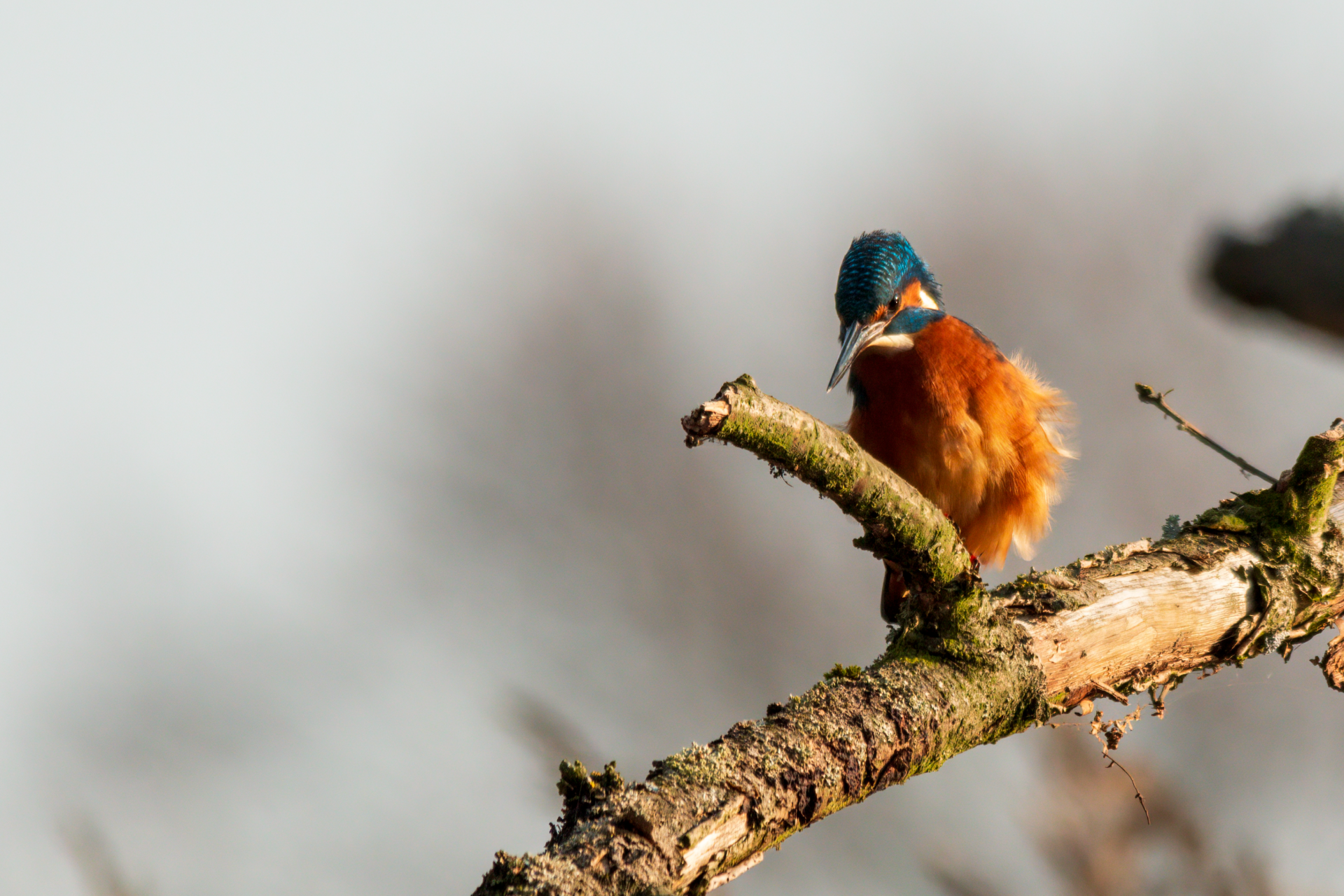 02.12.20 Eisvogel III.png
