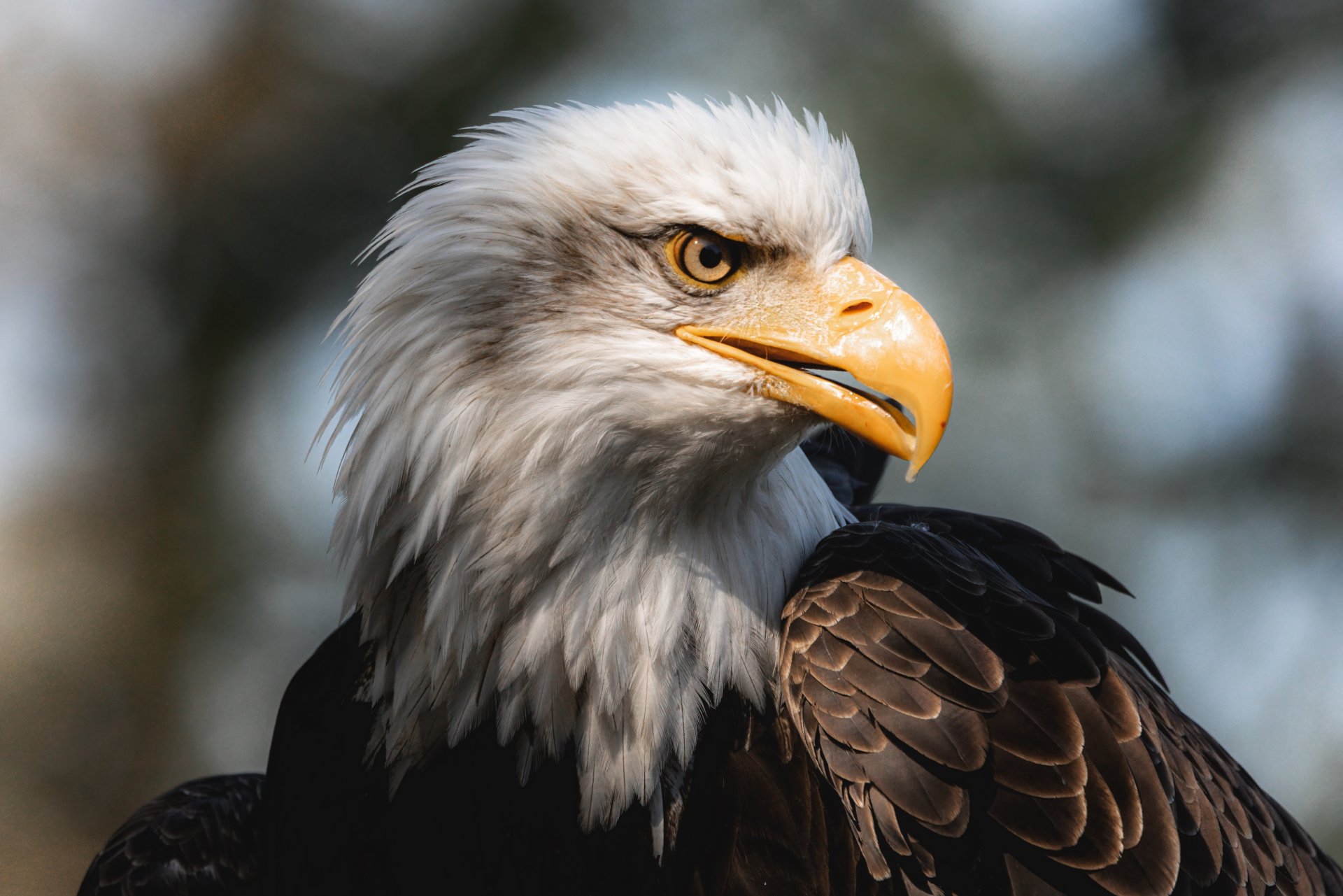 03.09.21 Weißkopfseeadler I.jpg