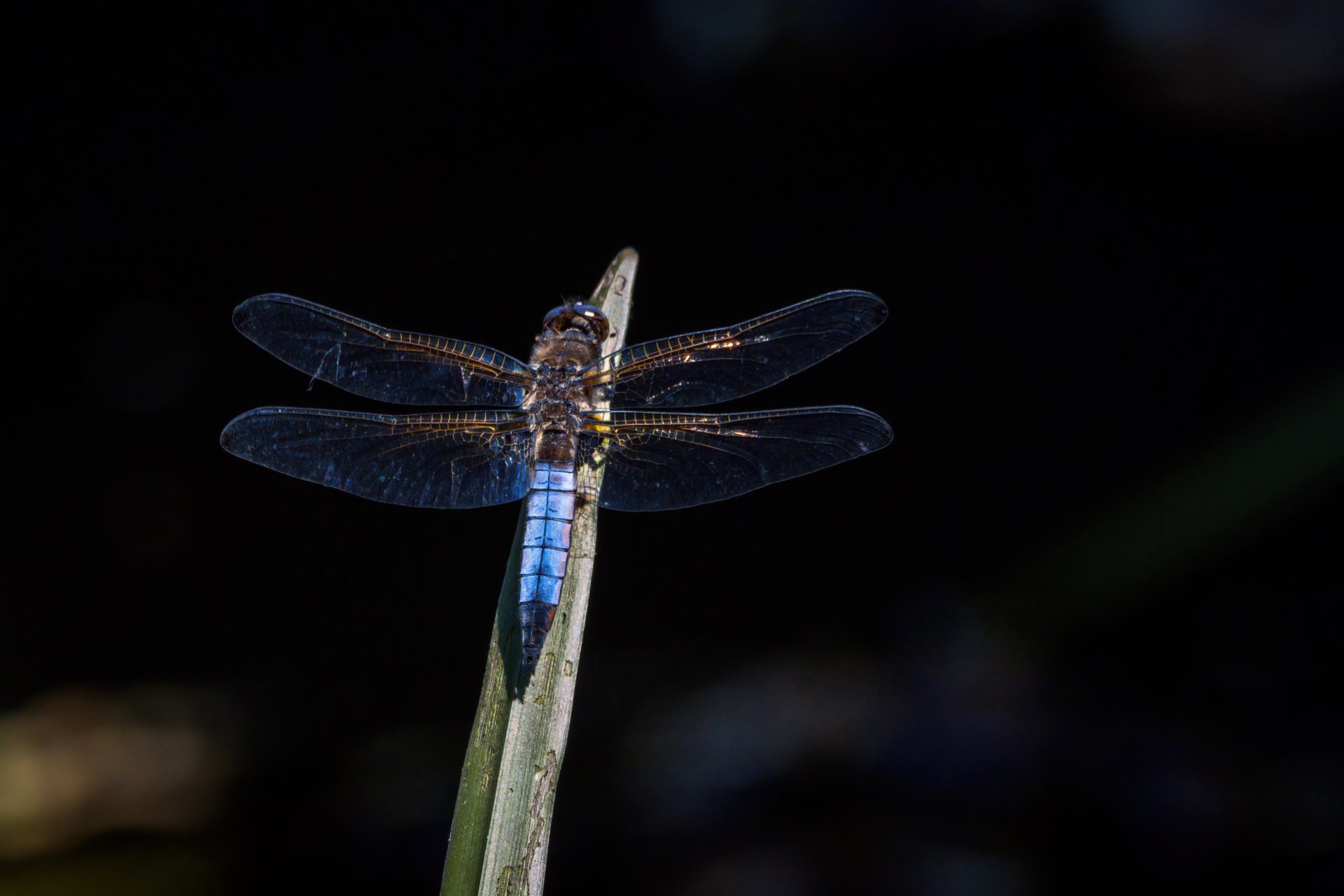 05.06.21 Libelle I.jpg