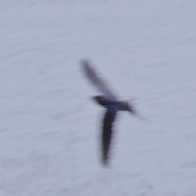 1000051577.gif