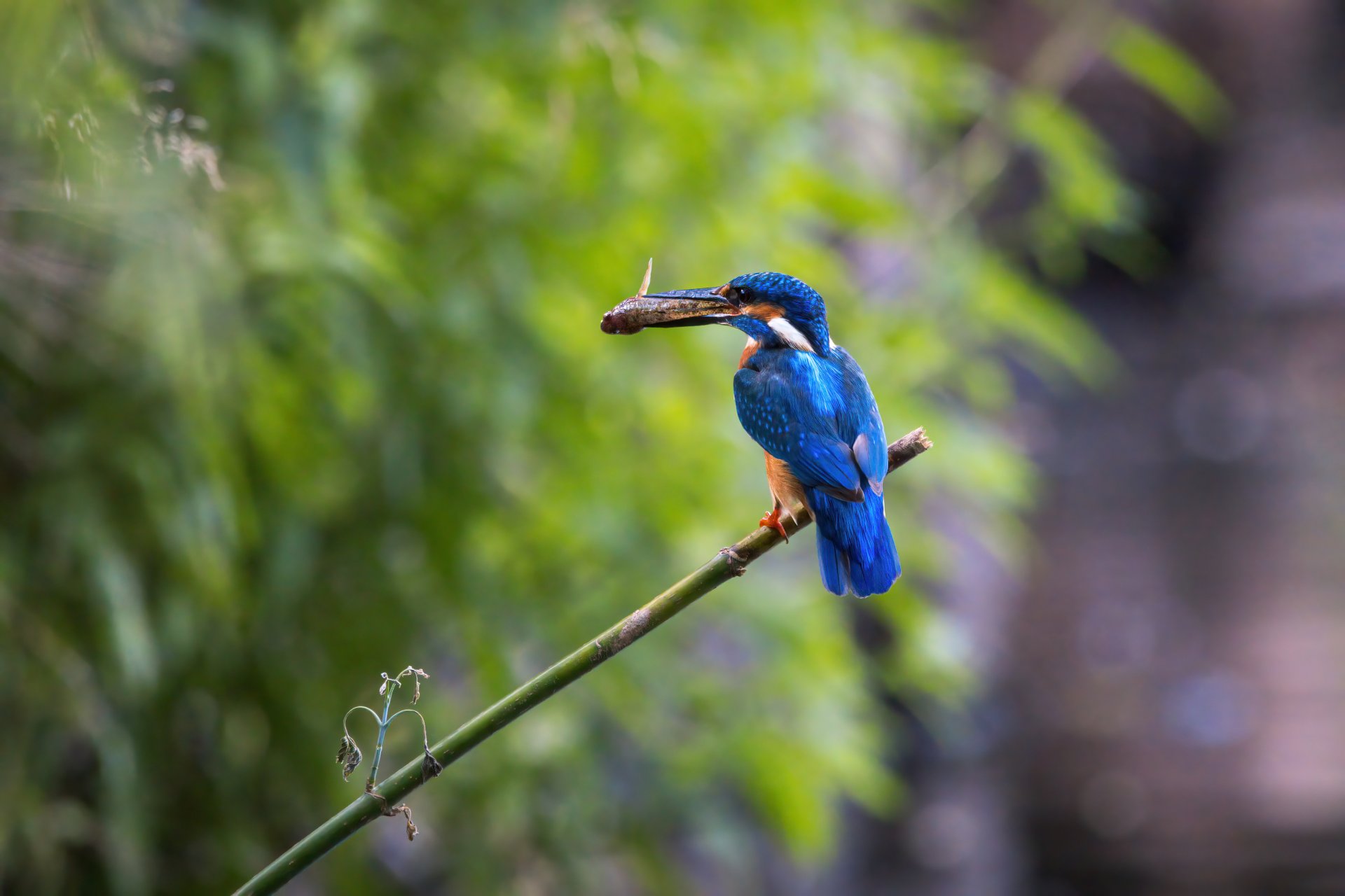 16.07.21 Eisvogel I.jpg