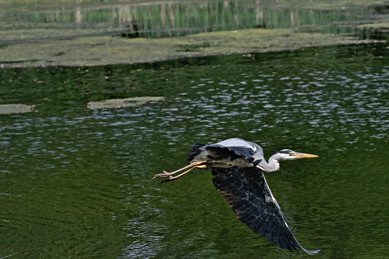 2017-05-20_dsc_6180.jpg