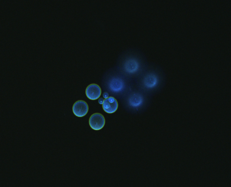 2021-02-13-1220_9-KolimationFH100f100_0000.PNG