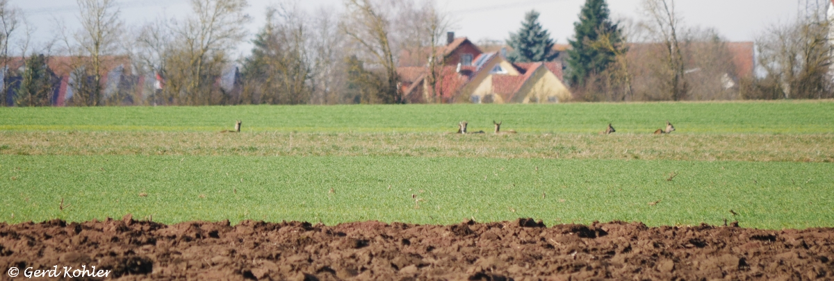 2024-02-25-Rehe.jpg
