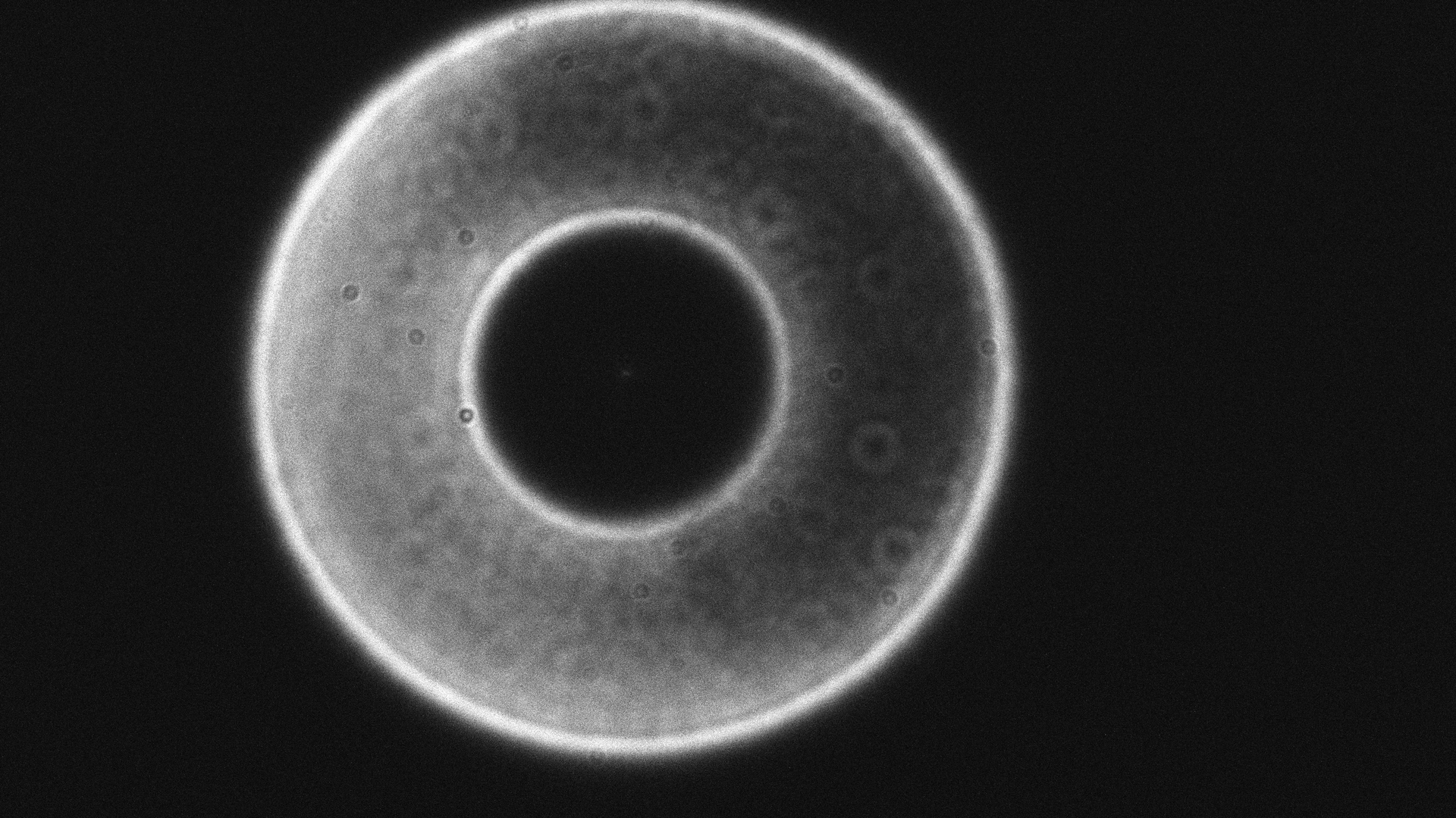 2026-09-25-2153_5-Vega_0000.PNG