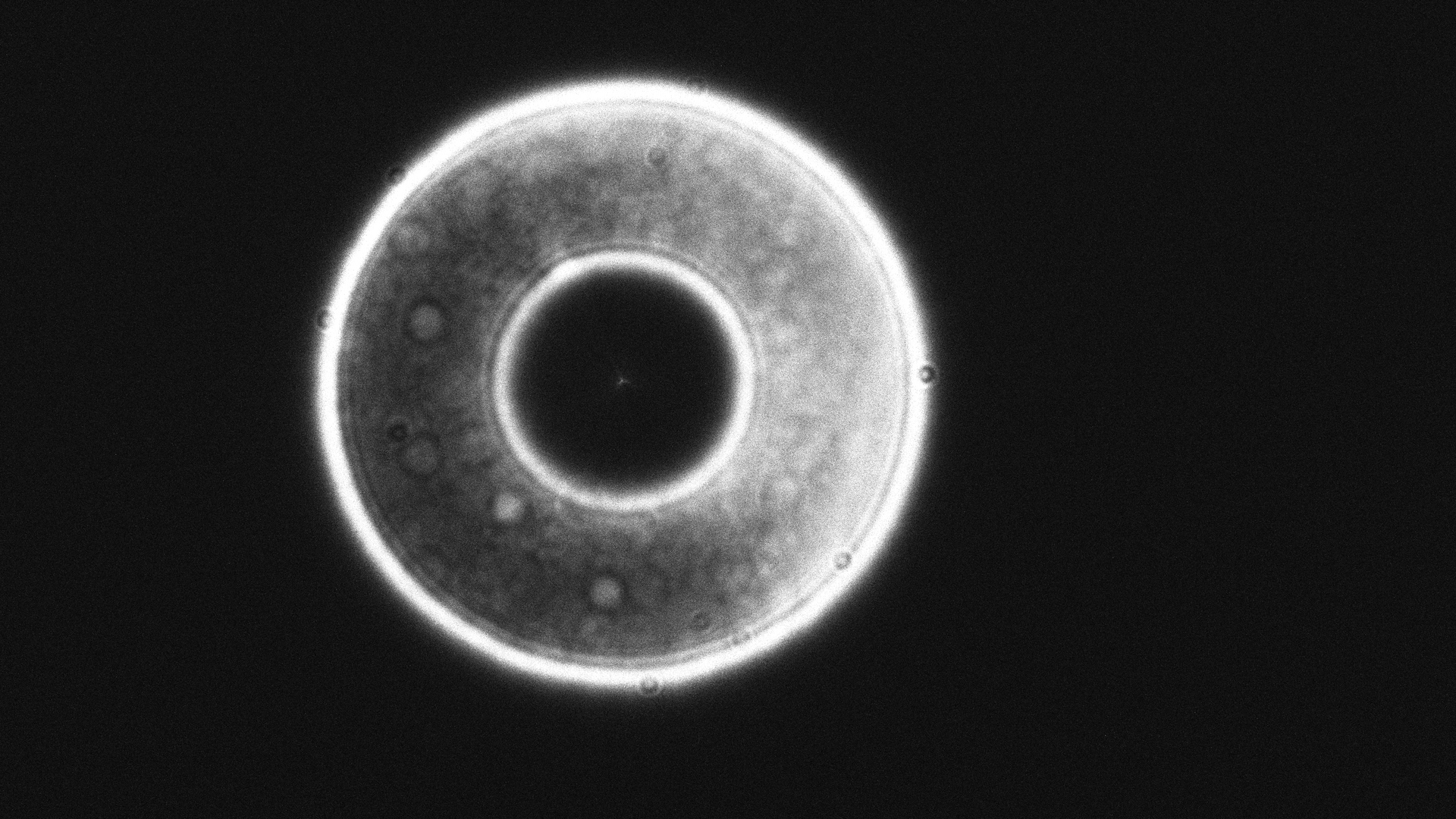 2026-09-25-2154_1-Vega_0000.PNG