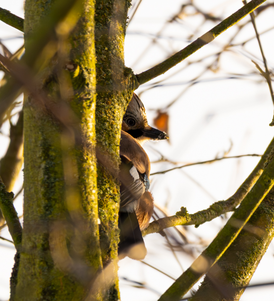 20260110-_DSC1630.jpg
