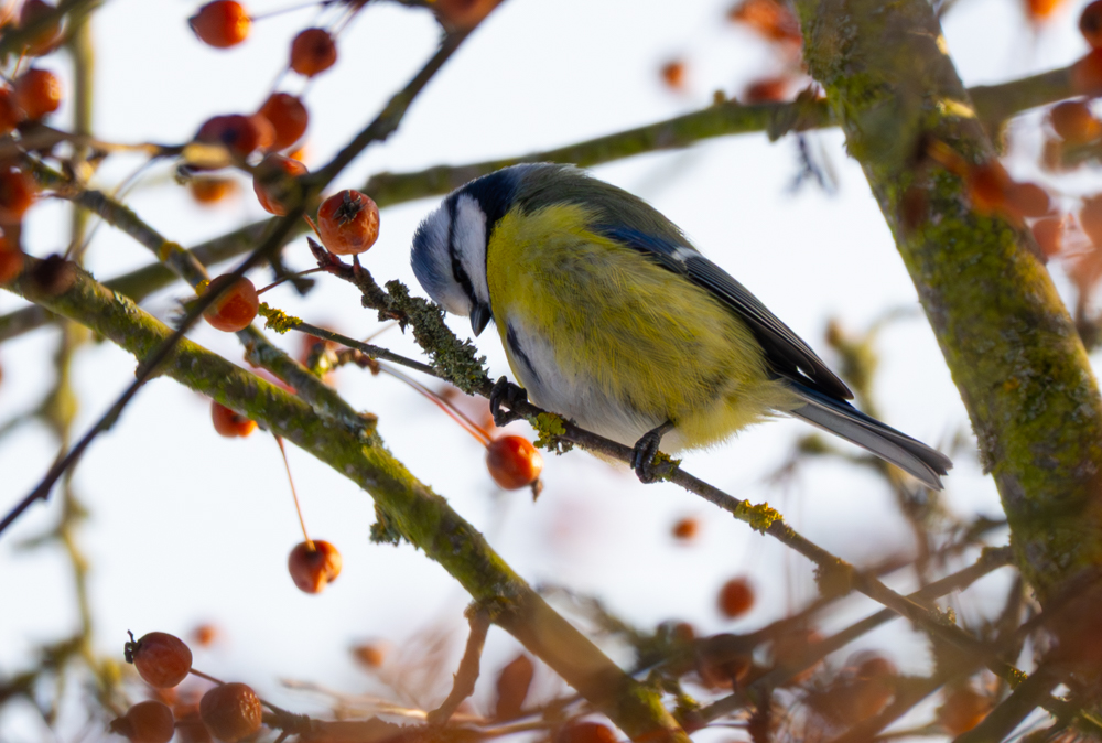 20260110-_DSC1685.jpg