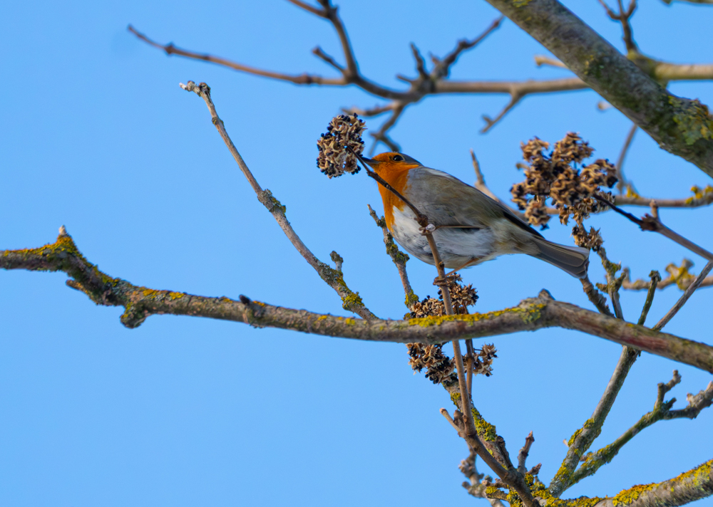 20260110-_DSC1797.jpg