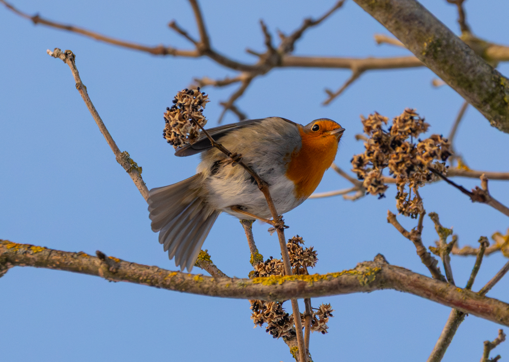 20260110-_DSC1820.jpg