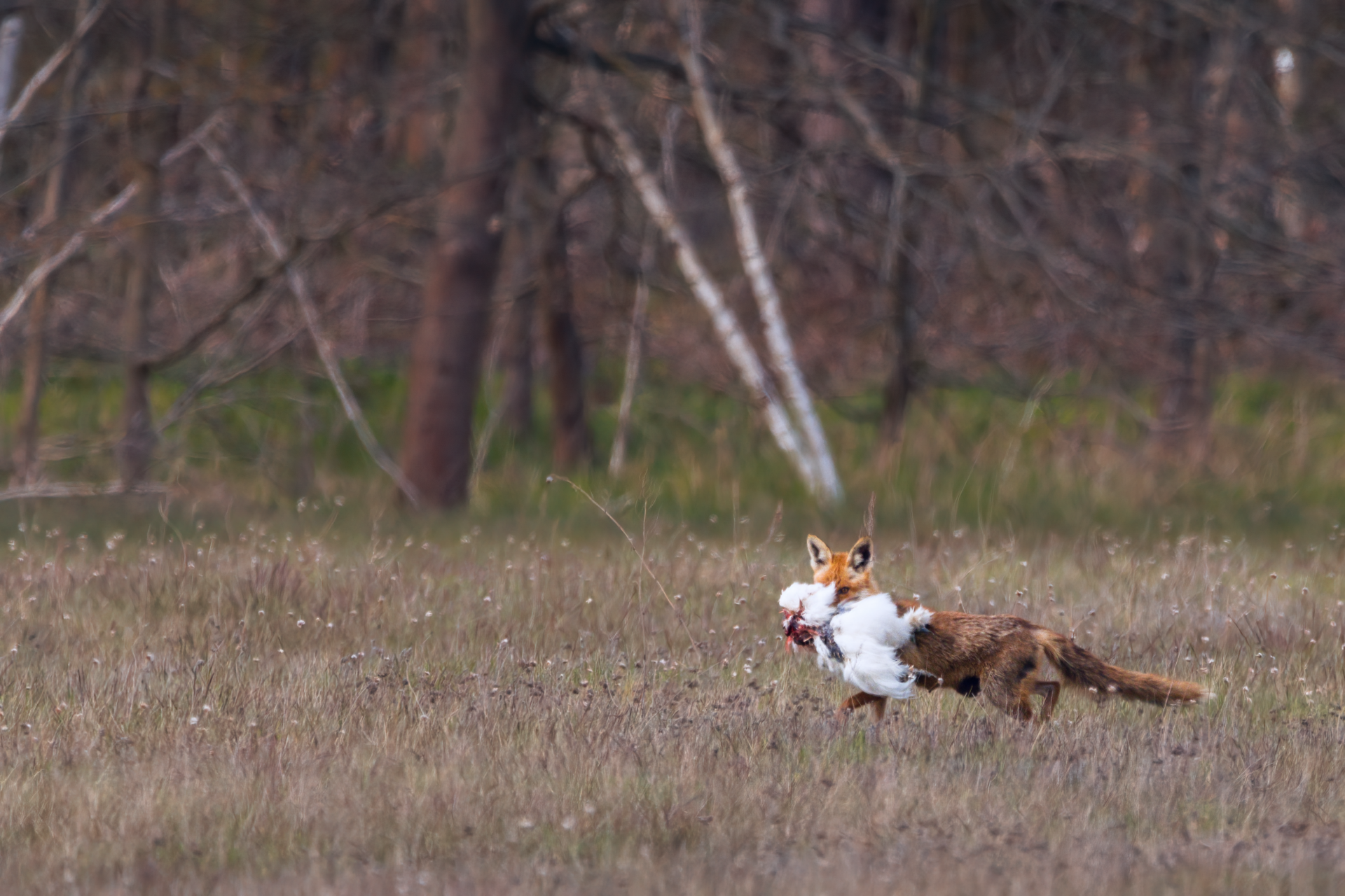 22.04.21 Fuchs I.png
