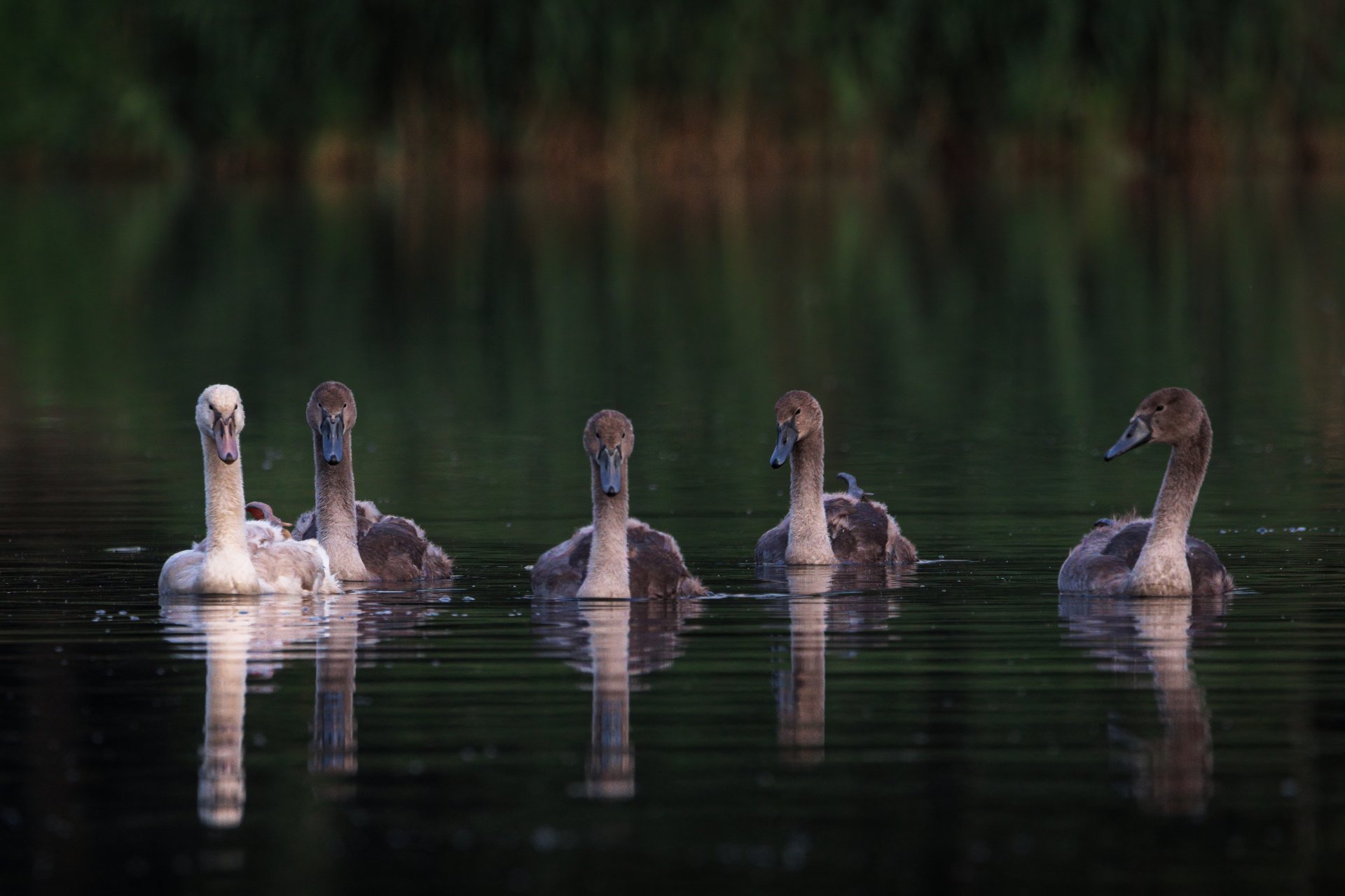 23.07.21 Schwan I.jpg