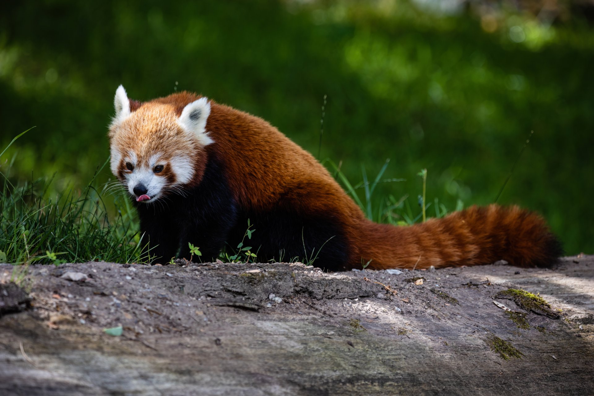 28.07.22_Tierpark_IVpng.jpg