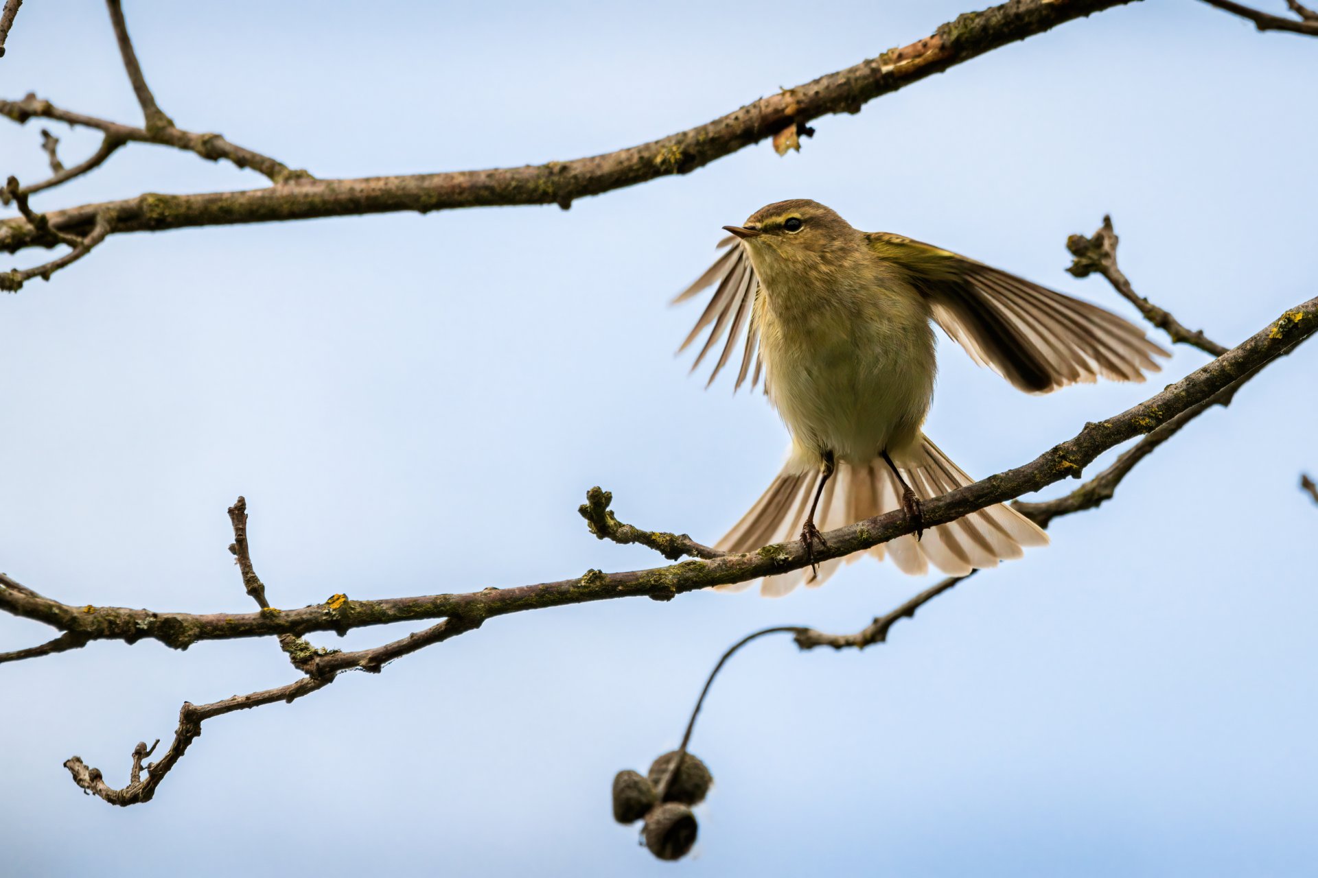 29.05.21 Vogel I.jpg