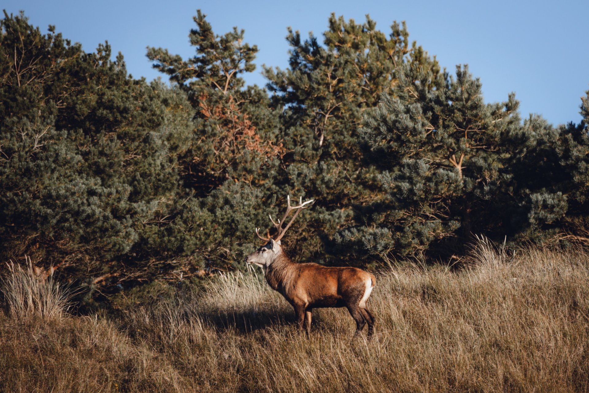 30.09.22 Hirsch II.jpg
