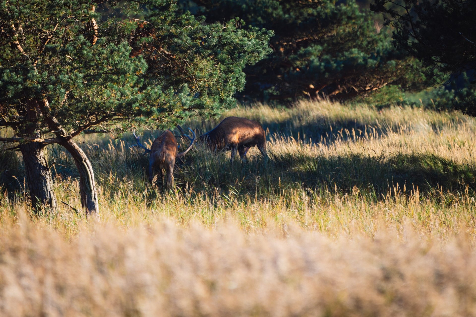 30.09.22 Hirsch III.jpg