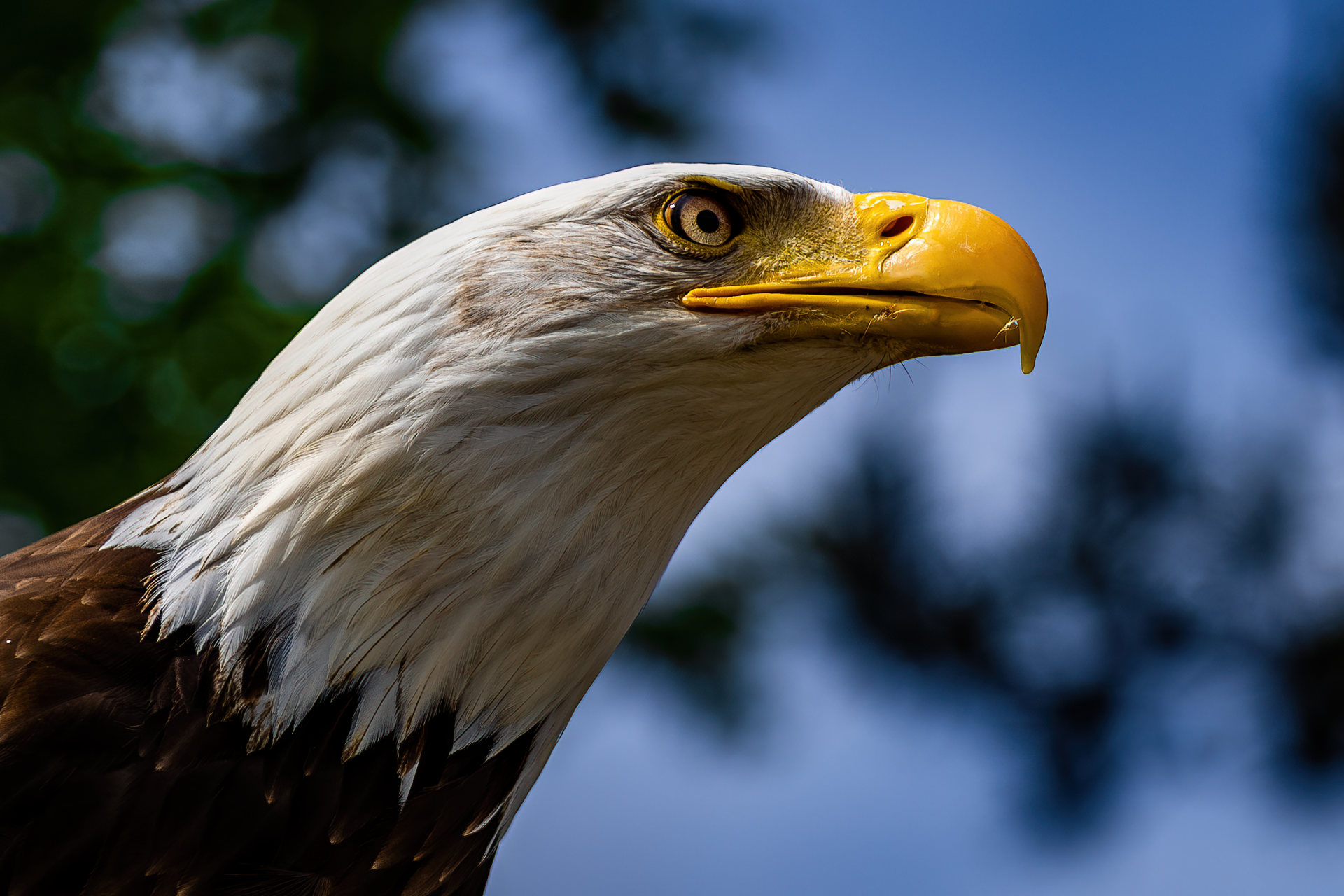 31.05.23 Weißkopfseeadler I.png