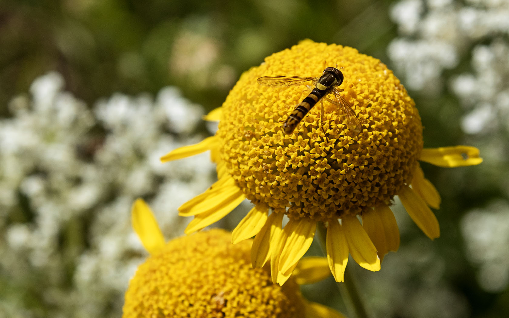 6P1A0287.jpg