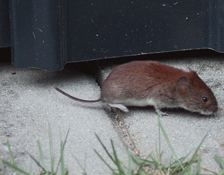 7_maus.gif