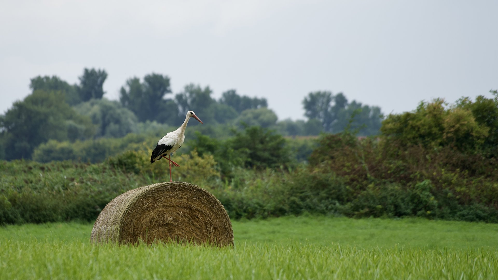 994AD2CF-536F-4B16-90A8-3825E213A241.jpeg