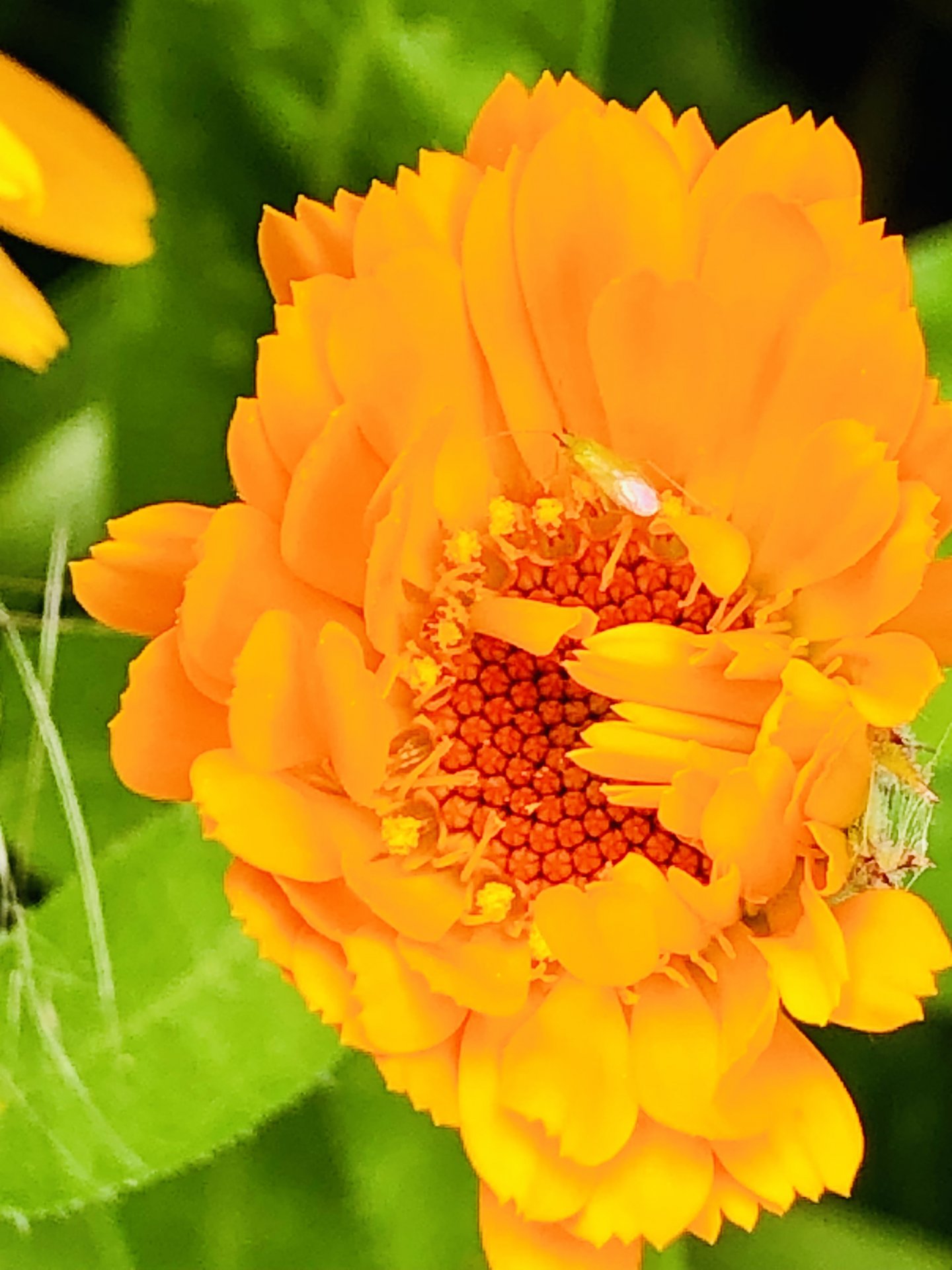 9DC5D24E-06CE-4E5C-8958-A5DD75C94315.jpeg
