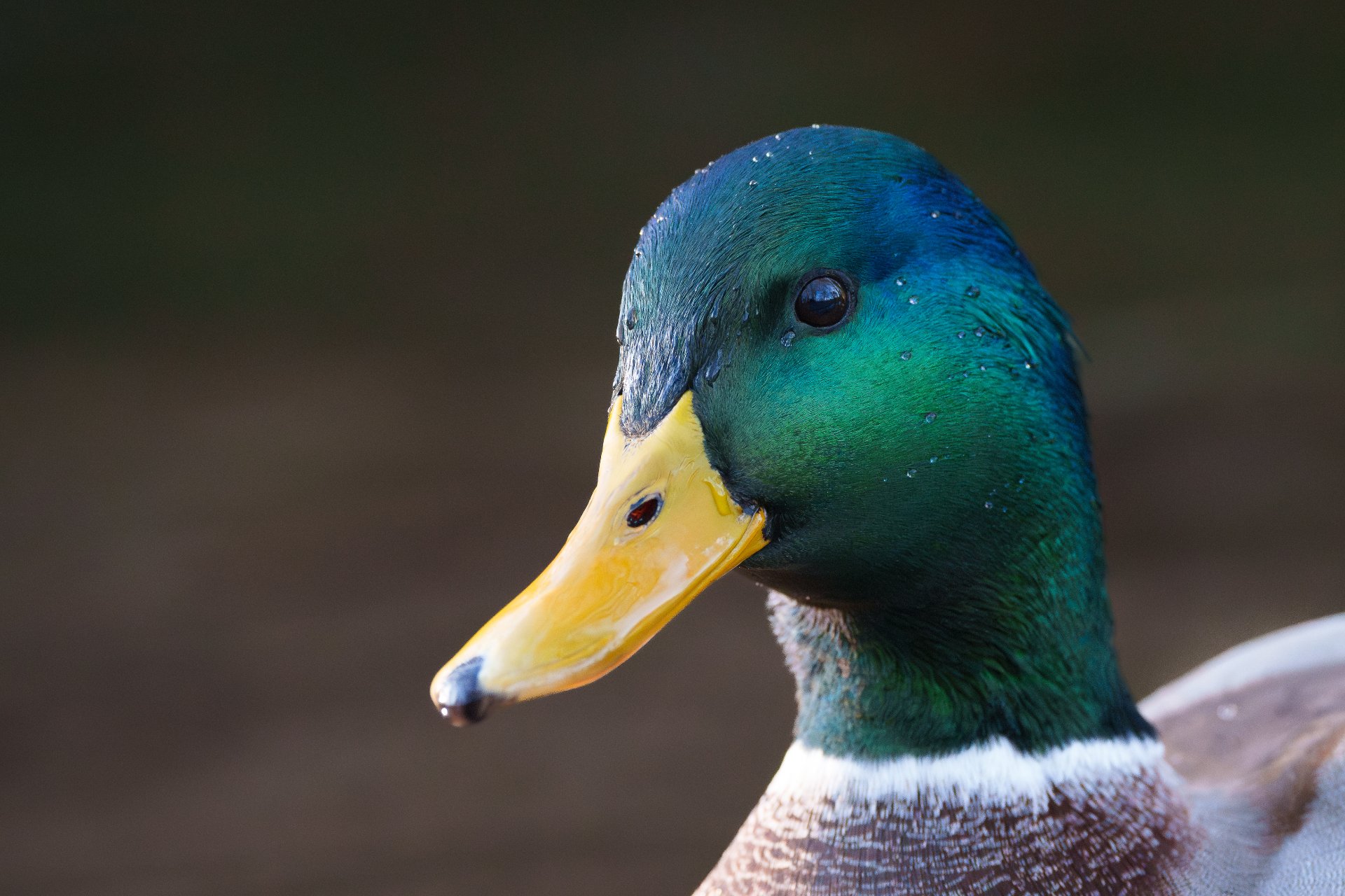 A7R07500.jpg