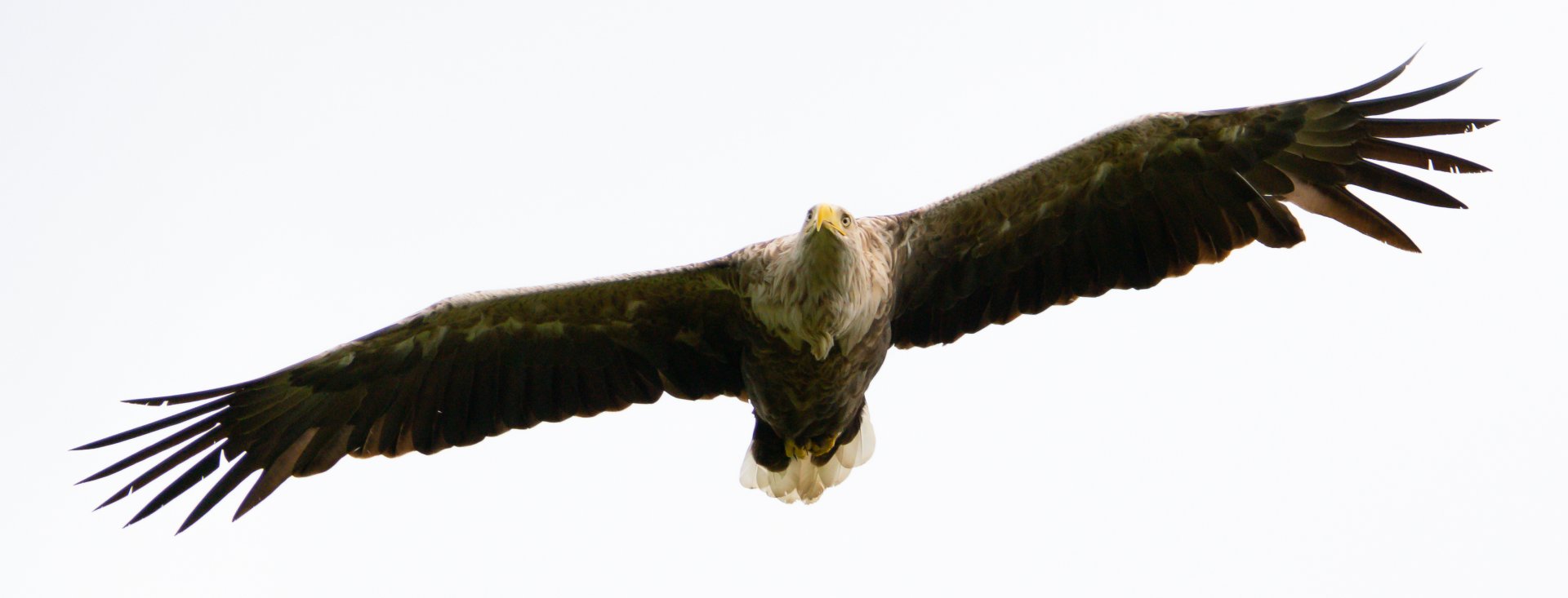 Adler Druckversion 2.jpg