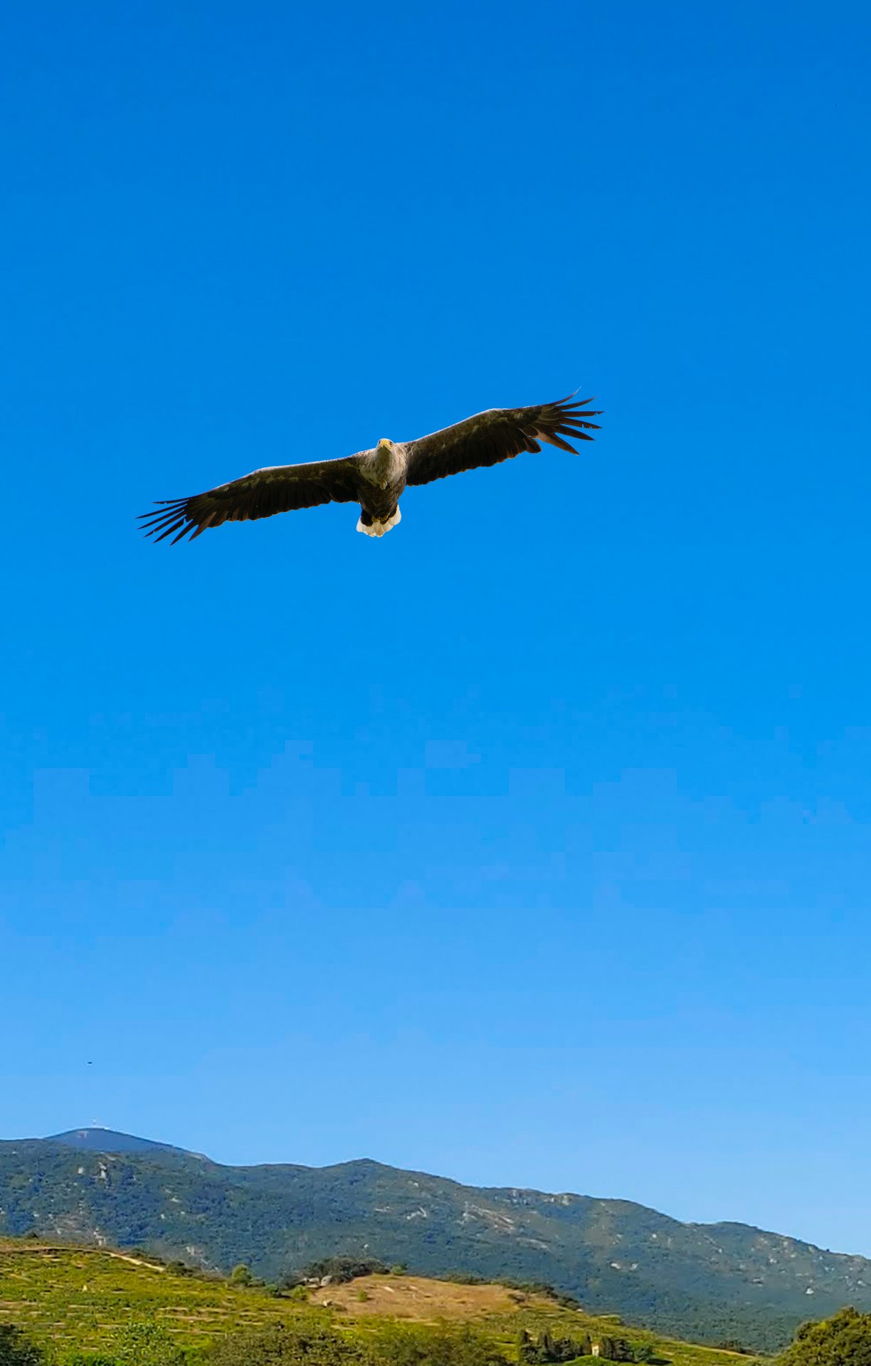 Adler fertig 02.jpg