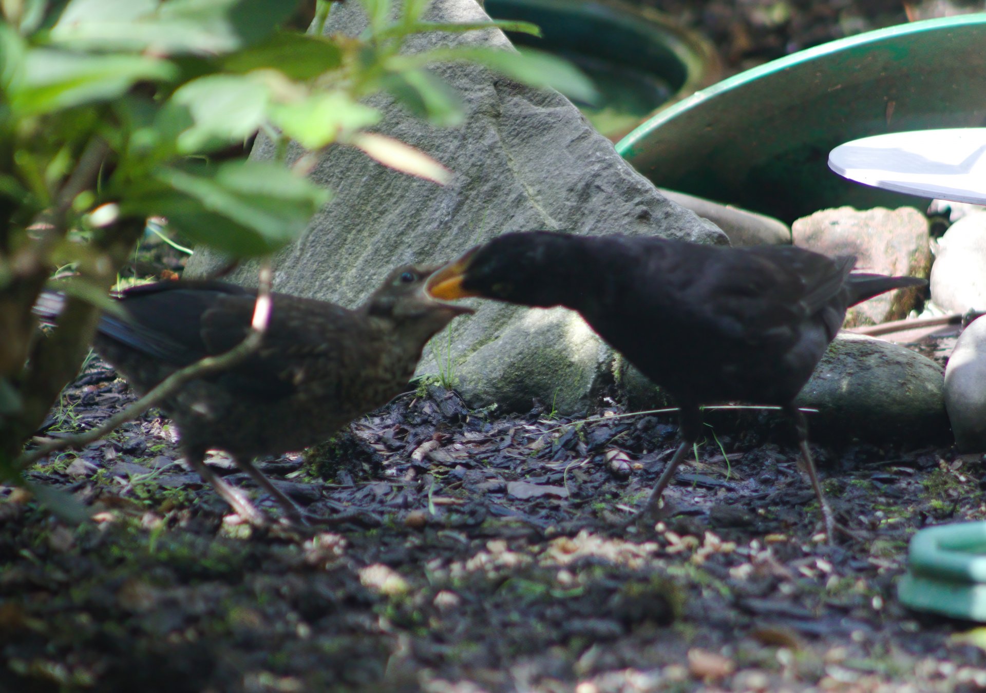 Amsel-DeNoiseAI.jpg