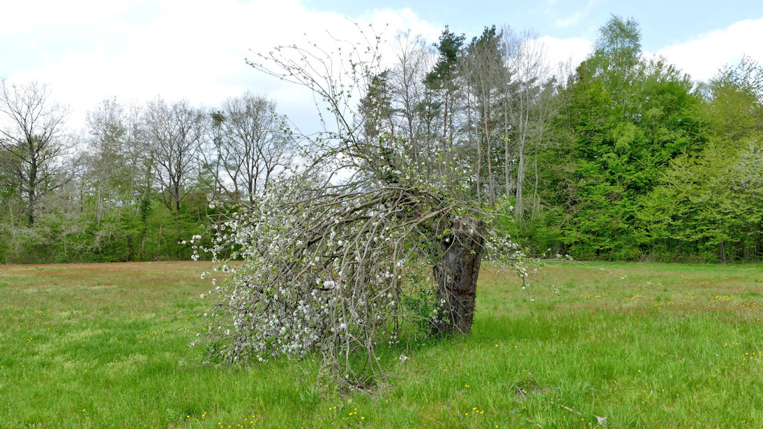 Apfelbaum1.jpg