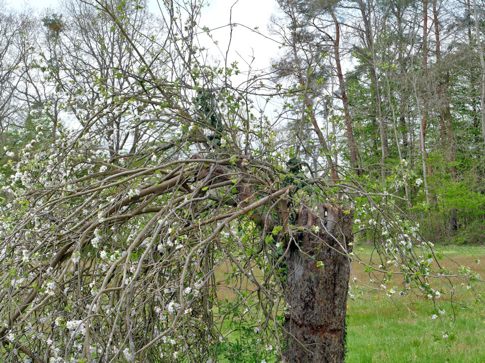 Apfelbaum2.jpg