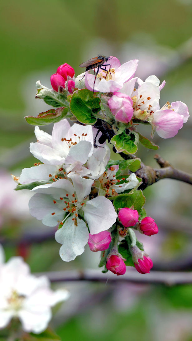 Apfelbaum3.jpg