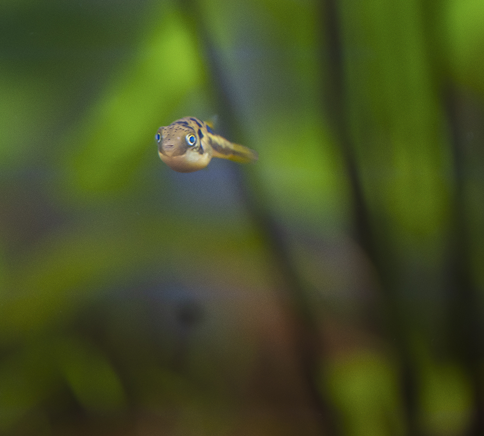 Aquarium024.jpg