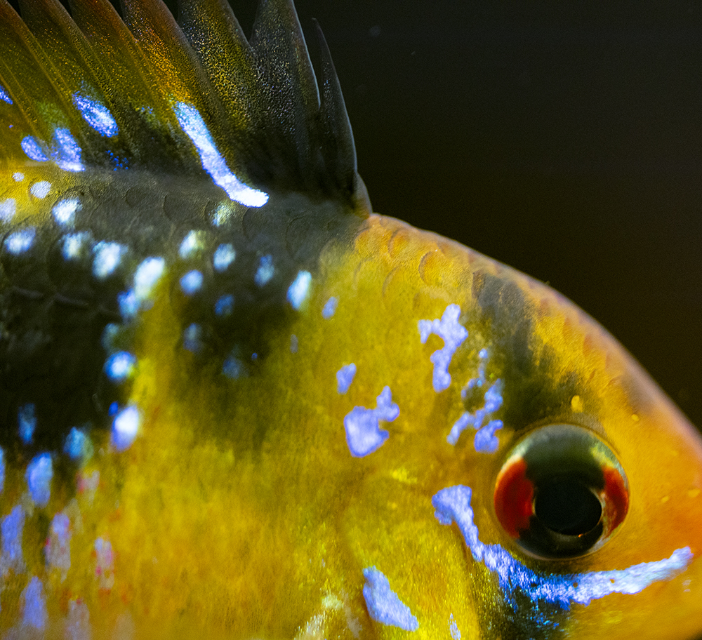 Aquarium025.jpg