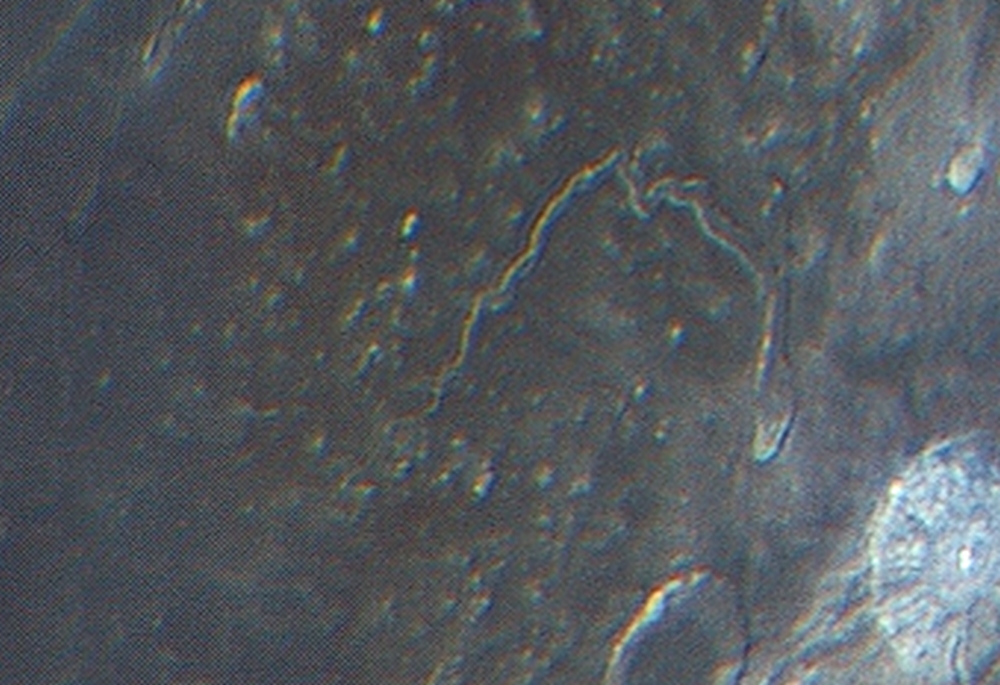 Ausschnitt_Mond_vergrößert.jpg