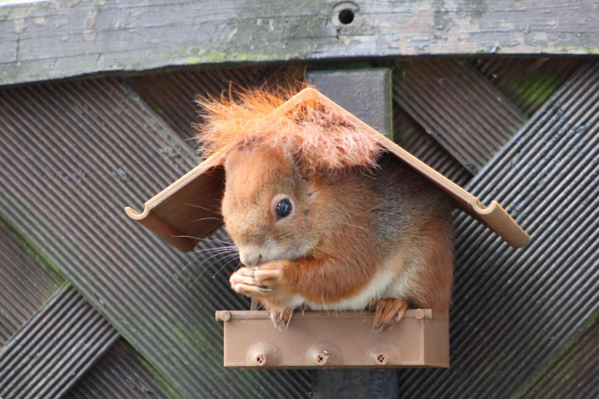 BadHairDay.JPG