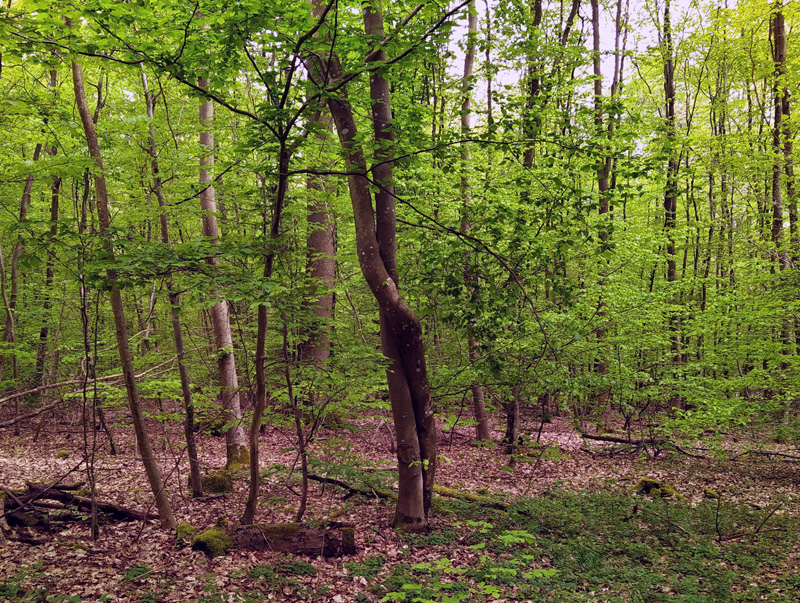 bäume_240501.jpg