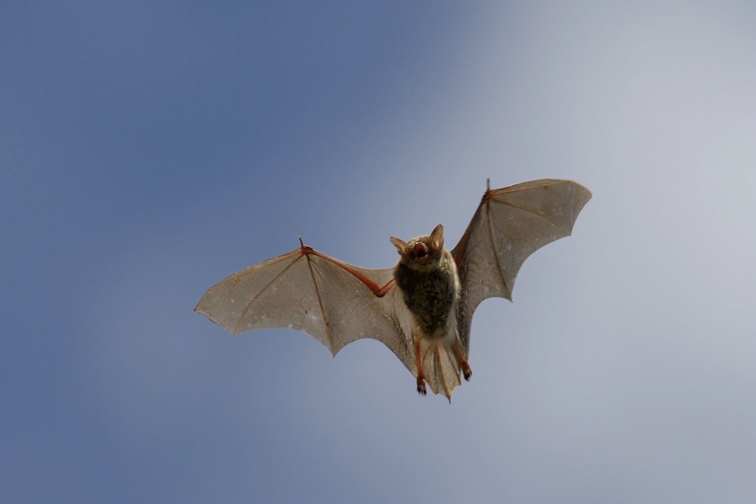 Bat1.jpg