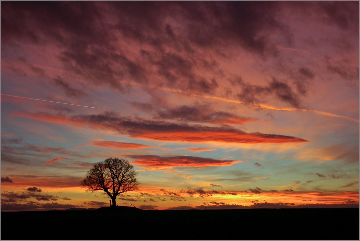 Baum im Abendrot.jpg