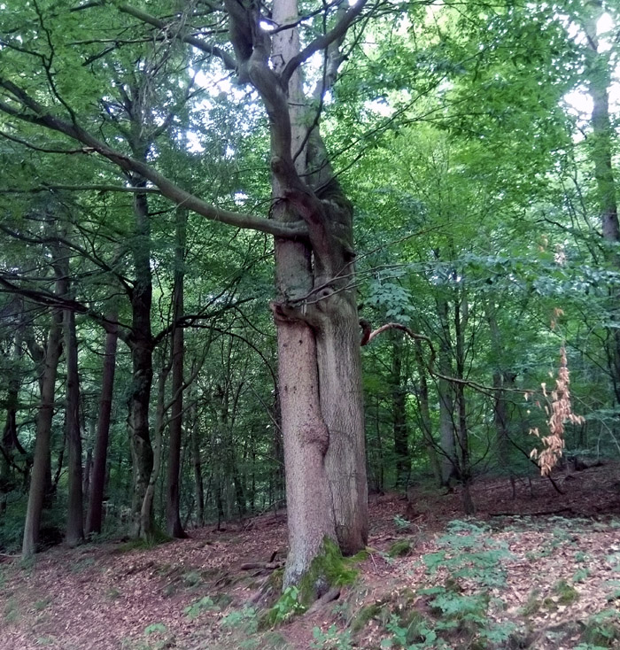baum.jpg