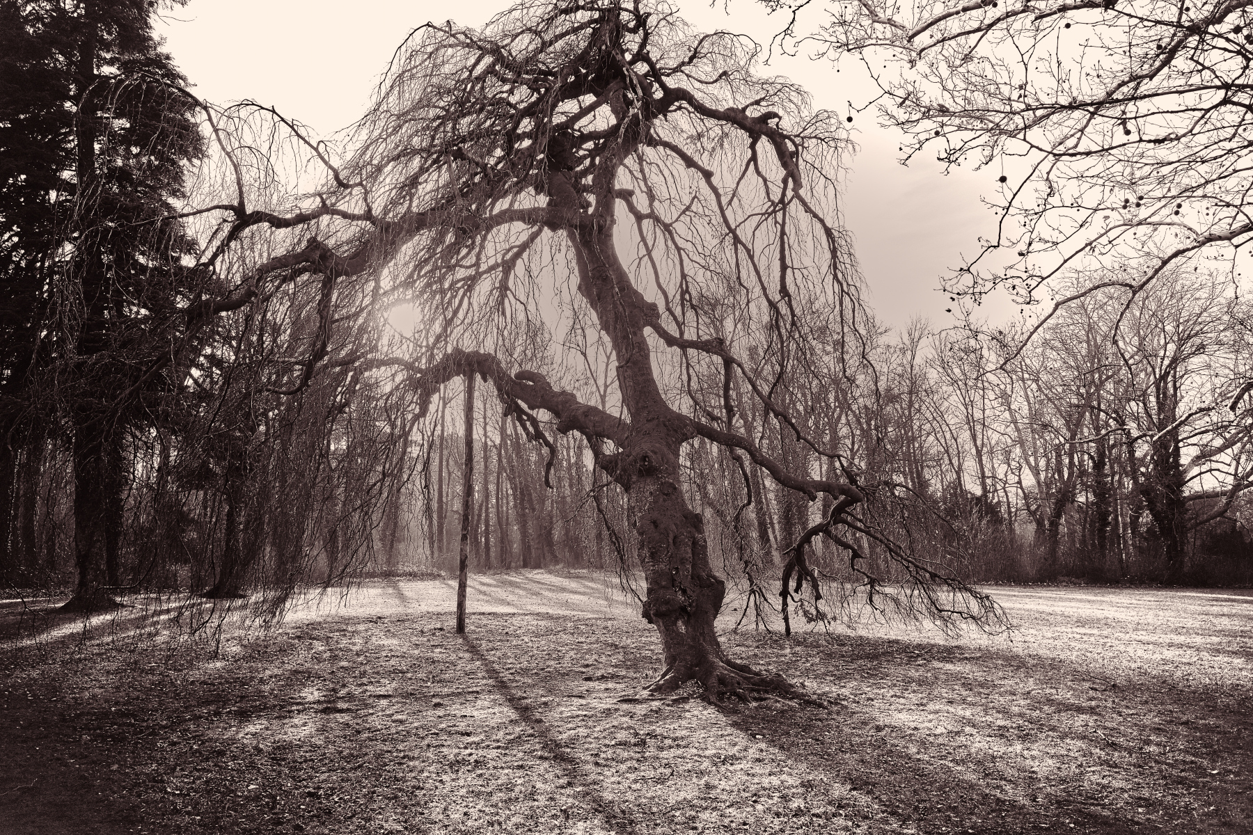 baum.jpg