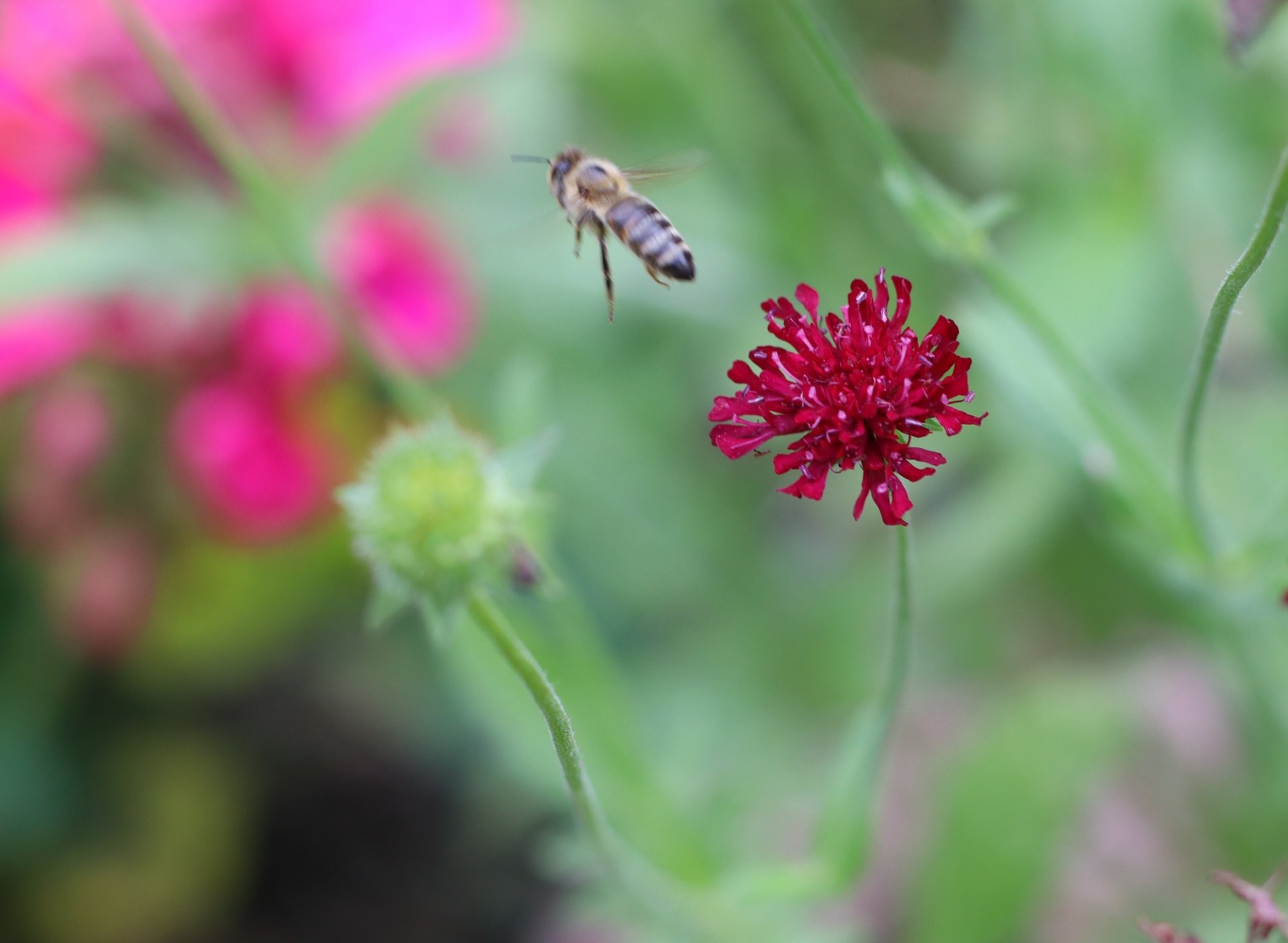 Bee001.JPG