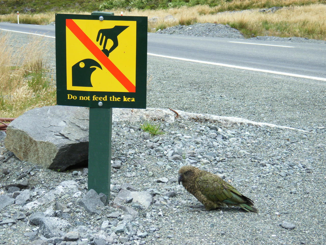 beleidigter Kea.JPG