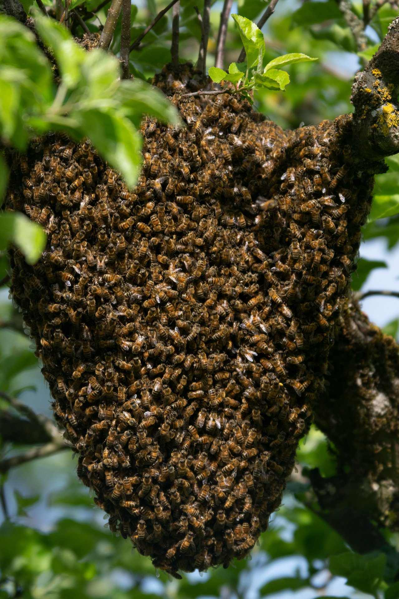 Bienenschwarm.jpg