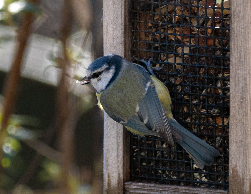Blaumeise.jpg