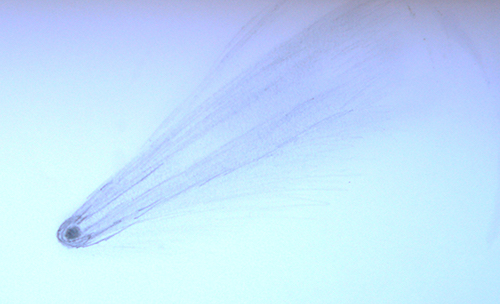 C_2020F3_Neowiese_10_07_CometC.jpg